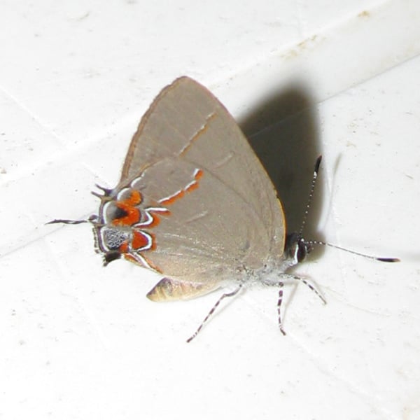 Calycopis isobeon