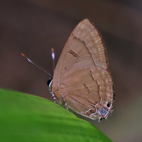 Rapala pheretima