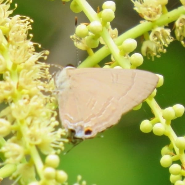 Rapala manea