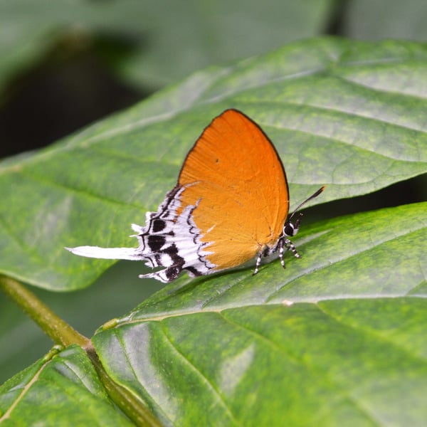 Eooxylides tharis