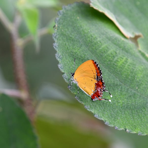 Heliophorus
