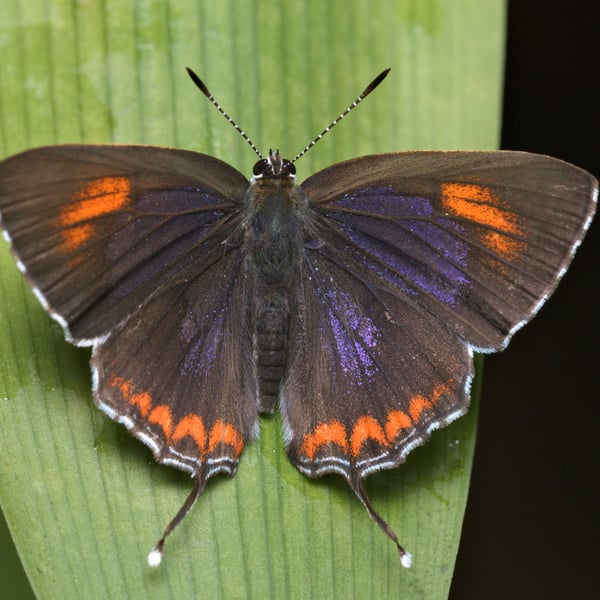 Heliophorus epicles