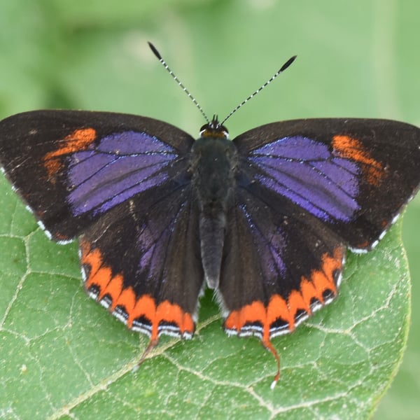 Heliophorus ila