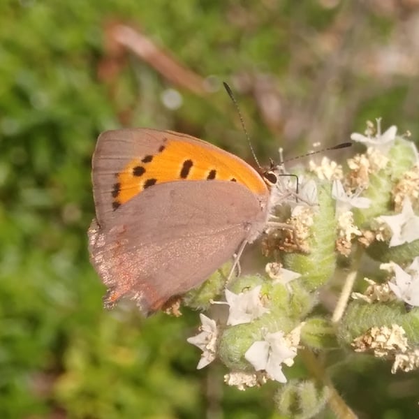 Lycaena