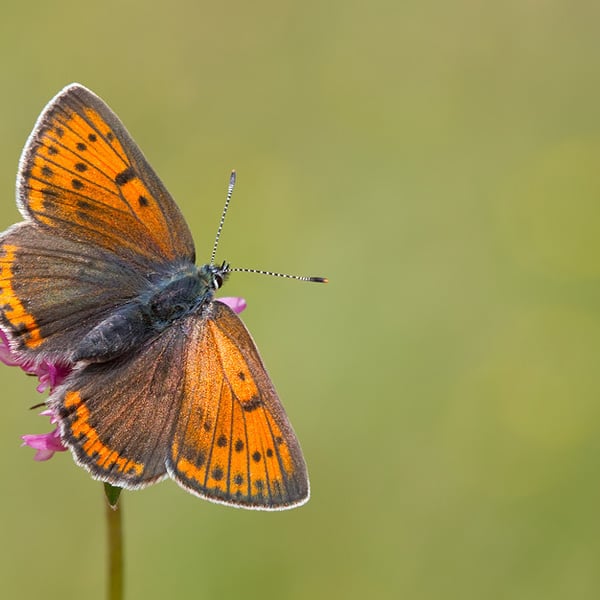 Lycaena hippothoe