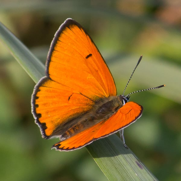 Lycaena dispar