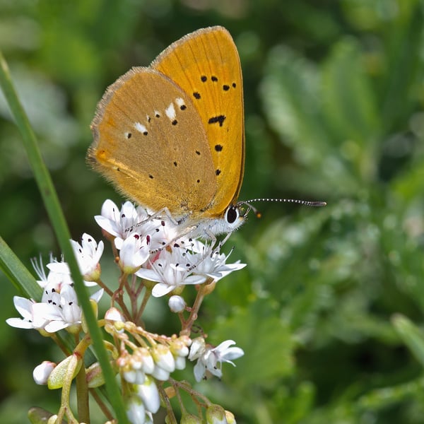 Lycaena virgaureae