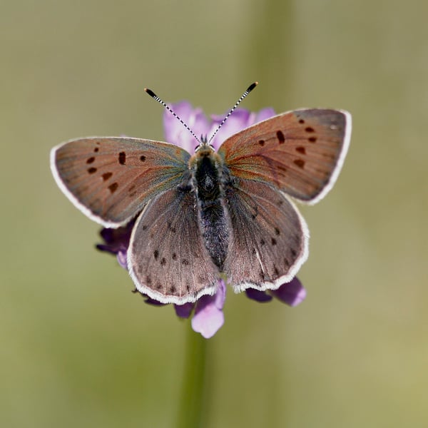 Lycaena tityrus
