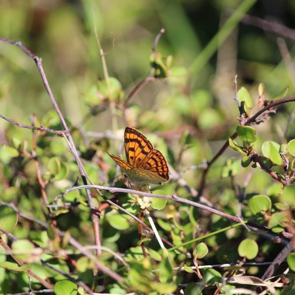 Lycaena salustius