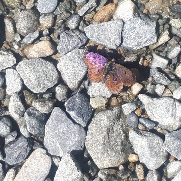 Lycaena boldenarum