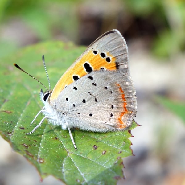 Lycaena phlaeas