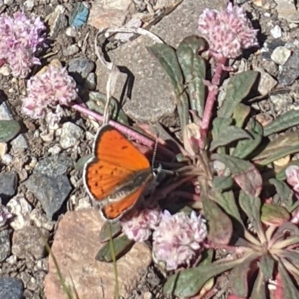 Lycaena cupreus
