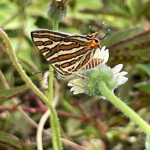 Cigaritis