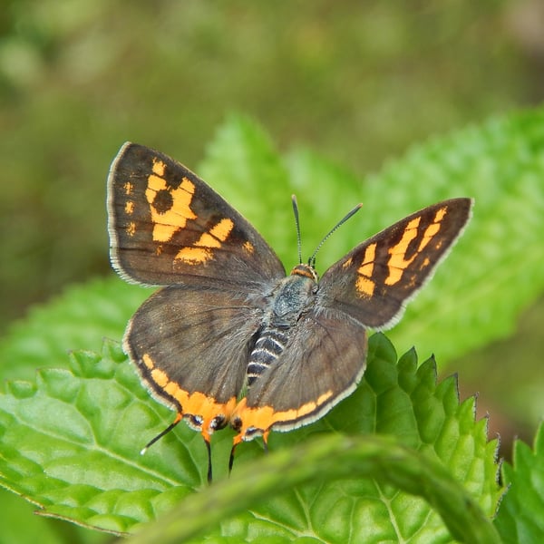 Cigaritis vulcanus