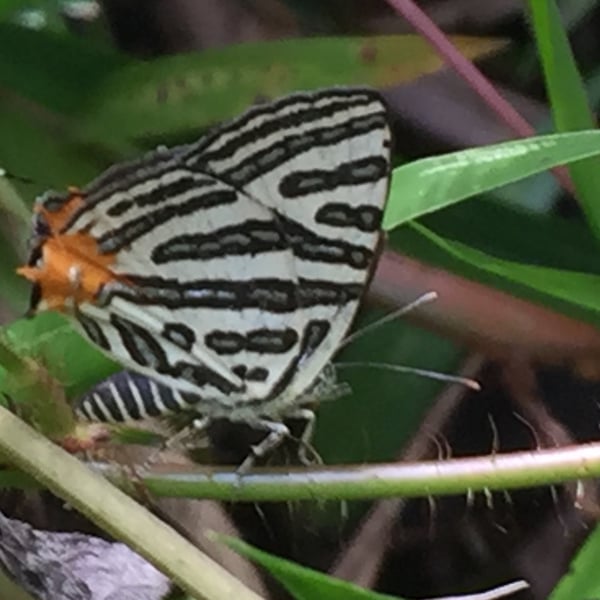 Cigaritis syama