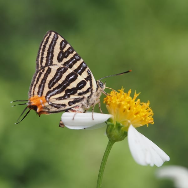 Cigaritis lohita