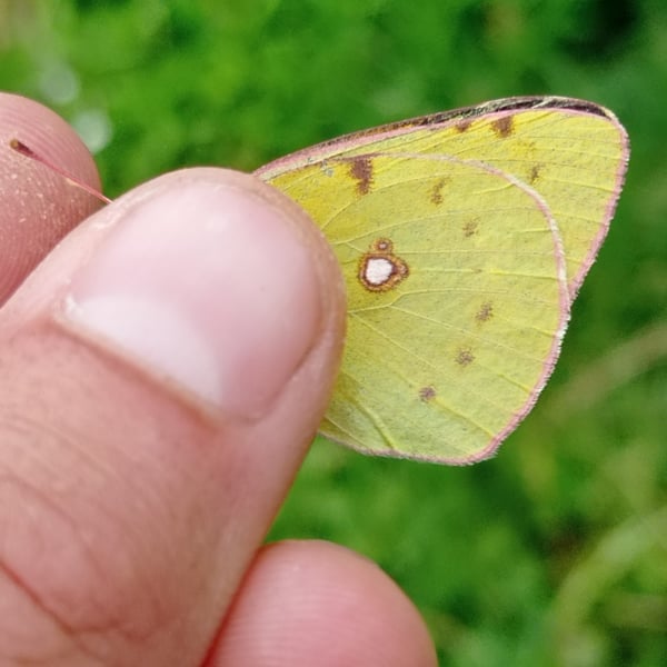 Pieridae