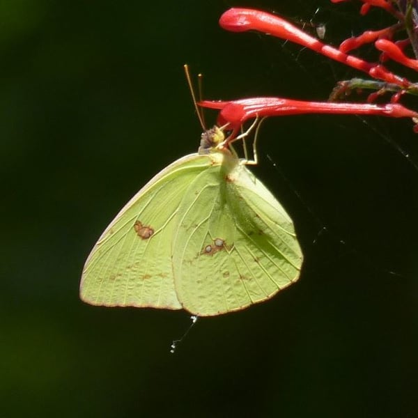 Phoebis