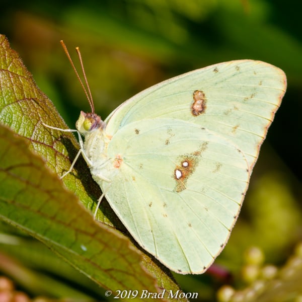 Phoebis sennae