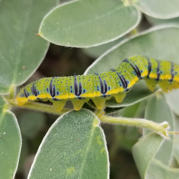 Phoebis agarithe
