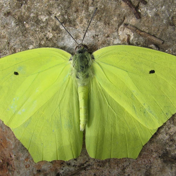 Anteos maerula
