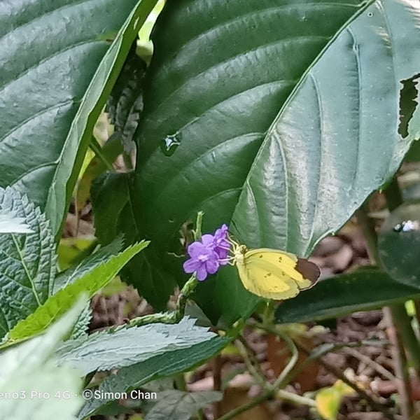 Eurema