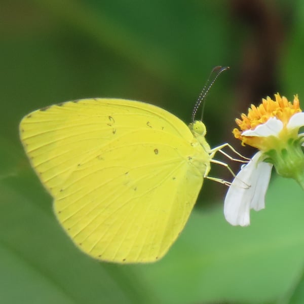 Eurema hecabe