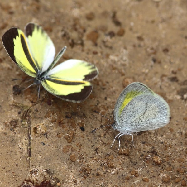 Eurema daira