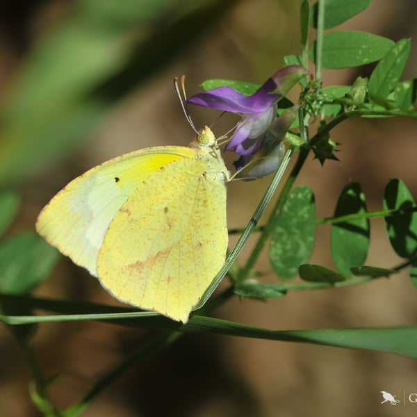 Eurema mexicana