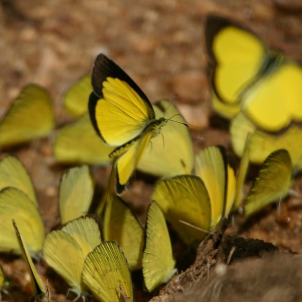 Eurema brigitta