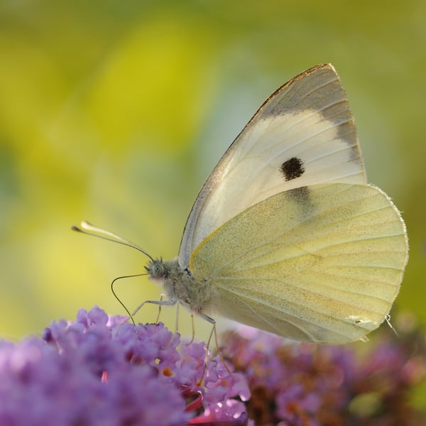 Insects Id: Garden Whites (Pieris)