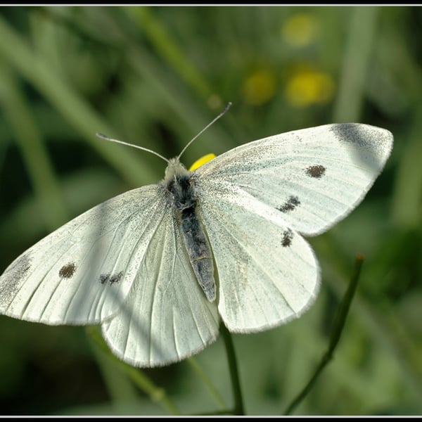 Insects Id: Garden Whites (Pieris)