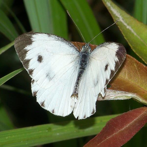 Insects Id: Garden Whites (Pieris)