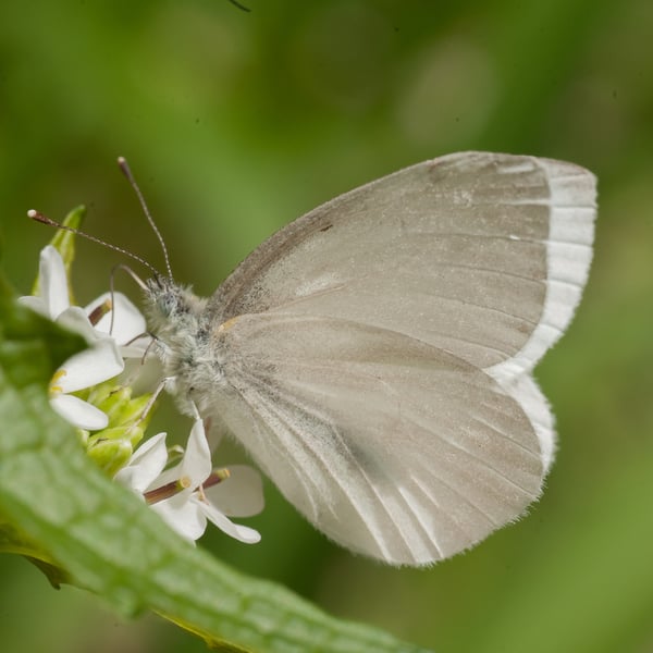 Insects Id: Garden Whites (Pieris)