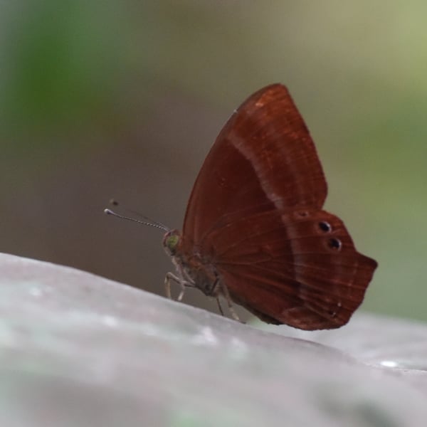 Riodinidae