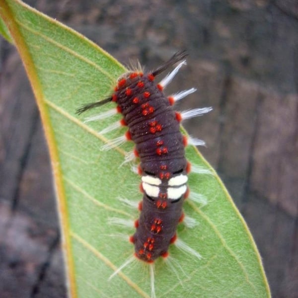 Rhetus arcius