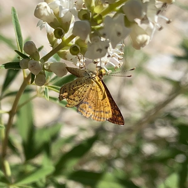 Calephelis