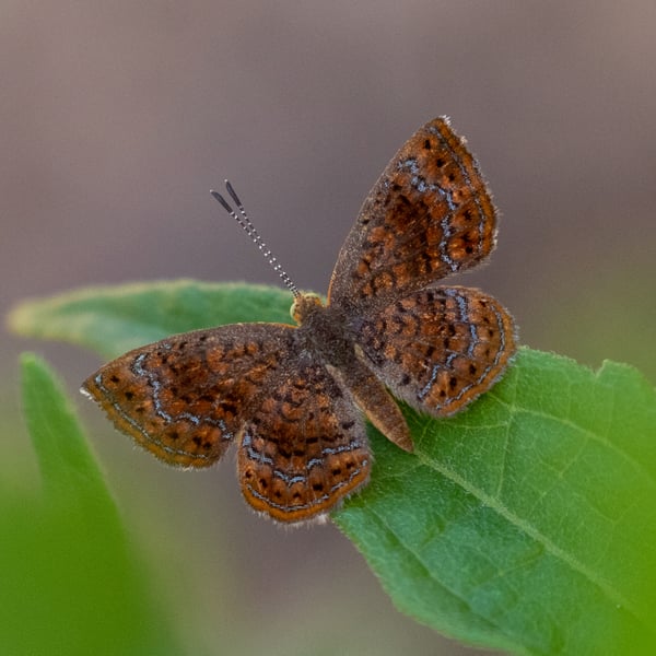 Calephelis perditalis