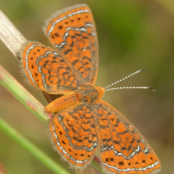 Calephelis virginiensis