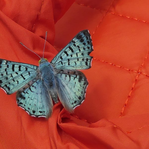 Lasaia sula
