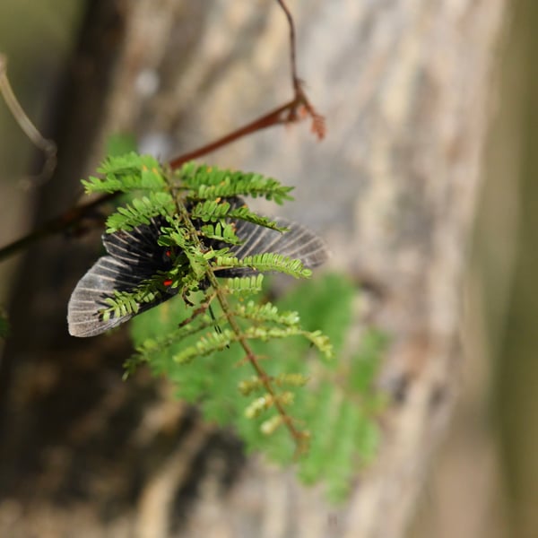 Melanis cephise