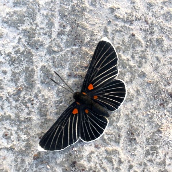 Melanis acroleuca