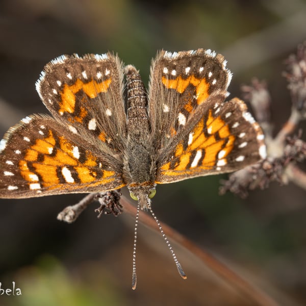Apodemia mormo
