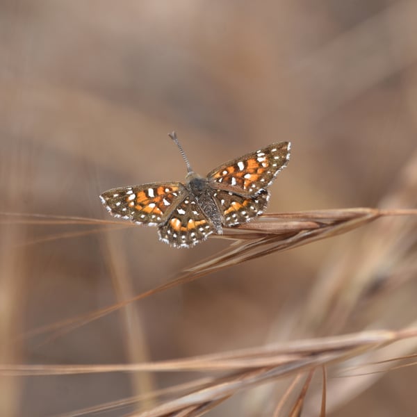 Apodemia virgulti