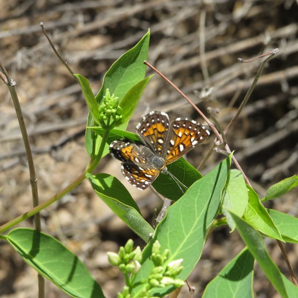 Apodemia mejicanus