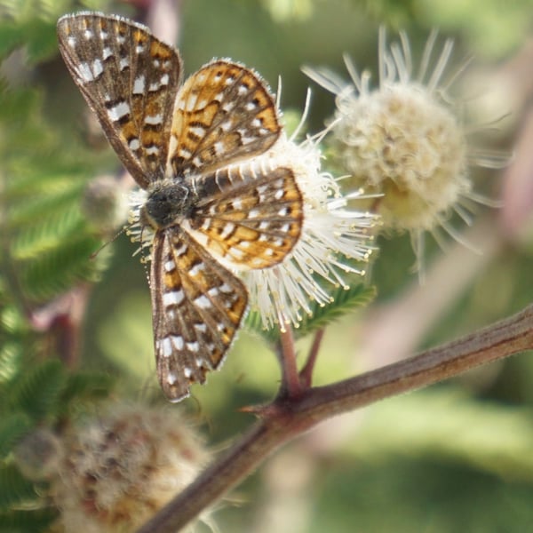 Apodemia palmerii