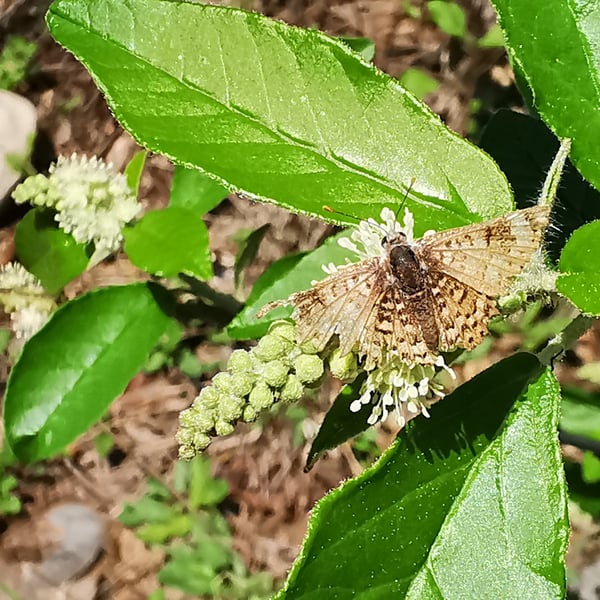 Apodemia walkeri