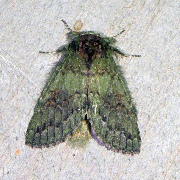 Notodontidae