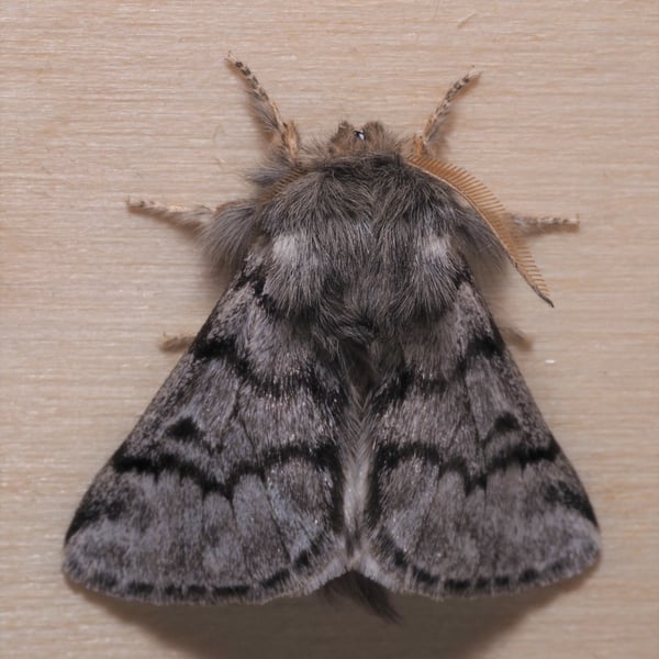 Thaumetopoea pityocampa