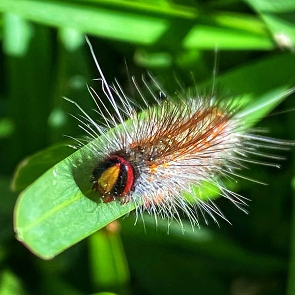 Epicoma melanospila